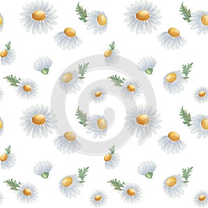 Watercolor seamless pattern from hand painted illustration of camomile flower, blue, yellow daisies in bloom, green leaves. Floral