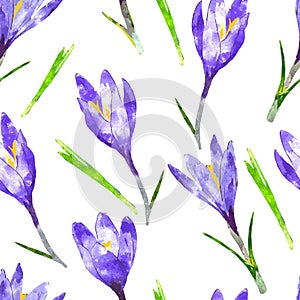 Watercolor seamless pattern with purple crocus flower and green