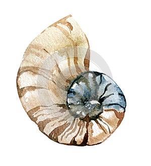 Watercolor seashell