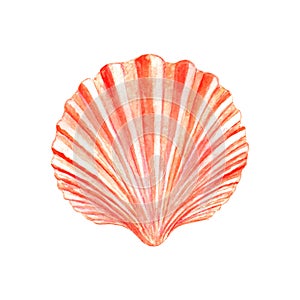 Watercolor Seashell photo