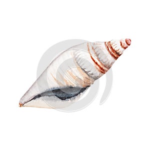 Watercolor seashell illustration isolated on white background. Hand drawn design element perfect for cards, banners, patterns and