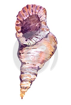 Watercolor seashell over white