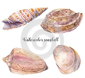 Watercolor seashell set. Hand painted underwater tropical animal illustration isolated on white background. For design