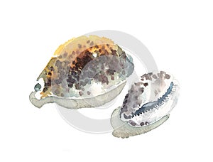 Watercolor Seashells Cypraea Tigris Illustration Hand Painted