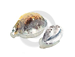 Watercolor Seashells Cypraea Tigris Illustration Hand Painted photo