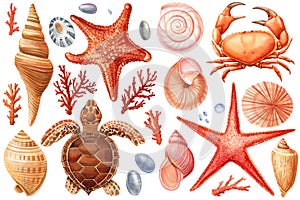 Watercolor seashells set isolated background. Hand drawn illustration. Turtle, sea shell, starfish, crab for design.