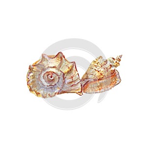 Watercolor of seashells on white background isolated