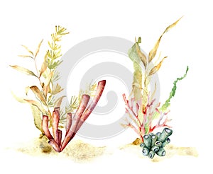 Watercolor seaweed set with laminaria branches. Hand painted underwater floral illustration with algae leaves and coral