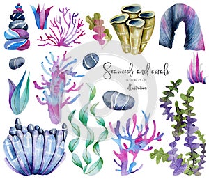 Watercolor seaweeds and sea stones colllection