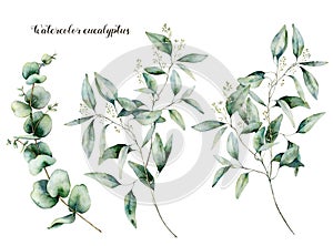 Watercolor seeded and baby eucalyptus set. Hand painted eucalyptus branch and leaves isolated on white background photo