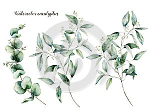 Watercolor seeded and baby eucalyptus set. Hand painted eucalyptus branch and leaves isolated on white background