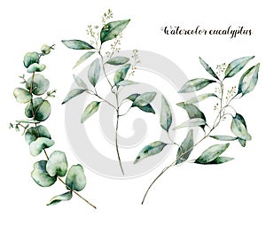 Watercolor seeded eucalyptus set. Hand painted eucalyptus branch and leaves isolated on white background. Floral photo