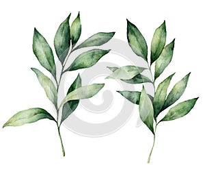 Watercolor seeded eucalyptus set. Hand painted eucalyptus branch and leaves isolated on white background. Floral