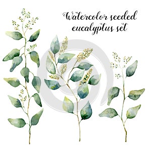 Watercolor seeded eucalyptus set. Hand painted floral illustration with silver leaves and branches isolated on white