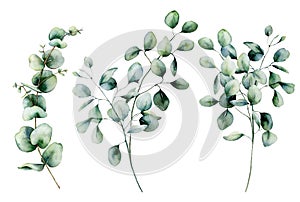 Watercolor seeded and silver dollar eucalyptus set. Hand painted eucalyptus branch and leaves isolated on white