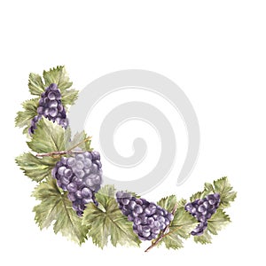 Watercolor semi circular frame bunch of grapes, leaves, berry. Grapevine label painted illustration