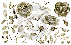 Watercolor sepia rose set. Hand painted flowers and berries with eucalyptus leaves and branch isolated on white