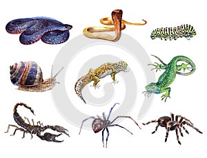 Watercolor set of animals tarantula, Spider, caterpillar, lizard, gecko, Scorpio, snail, cobra snake isolated