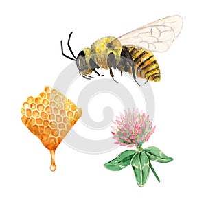 watercolor set apiary - organic honey. hand painted Bee