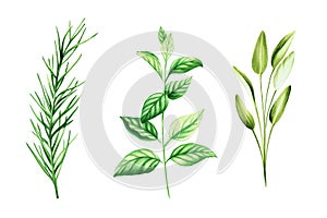 Watercolor set of aromatic herbs. Illustrations of fresh rosemary, mint, sage isolated on background. Detail of beauty