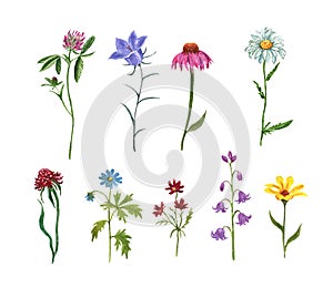 Watercolor set of assorted wildflowers, isolated on white background. Meadow plants and herbs. Hand painted coneflower, bluebell