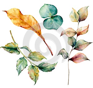 Watercolor set with autumn leaves and grass branch. Hand painted grass and dogrose branch, eucaliptus and yellow leaves