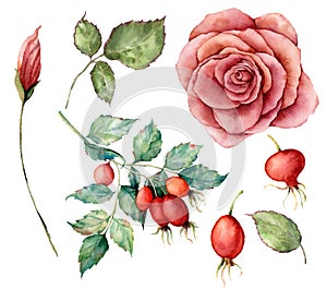 Watercolor set with autumn plant. Hand painted dogrose branch, rose and leaves isolated on white background