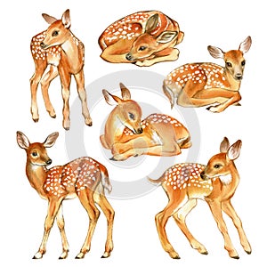 Watercolor set of Baby Deer. Hand Painted Fawn Illustration isolated on white background