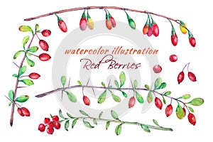 Watercolor set of barberry, cranberry goji berry.