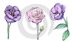 Watercolor set of beautiful eustoma flowers.