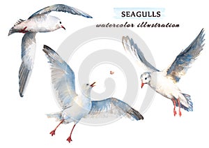 Watercolor set of beautiful seagulls in different positions.