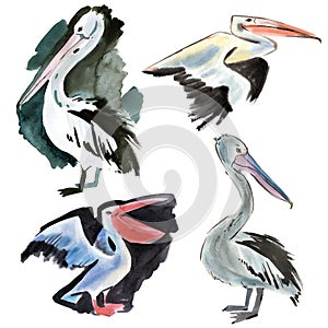 Watercolor set of birds Pelican