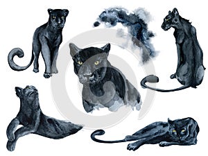 Watercolor set with black panthers animals collection