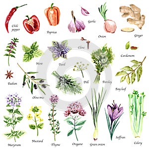 Watercolor set of botanic illustrations on white background. Hand drawn food collection with seasonings, herbs and vegetables.