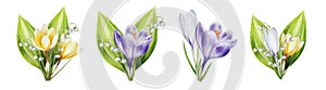 Watercolor set of bouquets of yellow, white and purple blooming crocuses and lily of the valley flowers isolated on