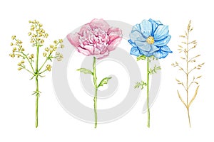 Watercolor set with bright colorful flowers and vegetations