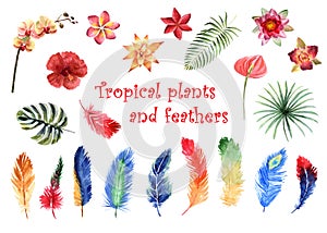 Watercolor set of bright tropical feathers and tropical plants isolated on white background