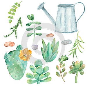 Watercolor set of cacti, succulents, pebbles, flower pots.