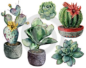 Watercolor set with cactus in a pot and flowers composition. Hand painted cereus, opuntia and echeveria with succulent