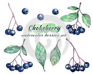 Watercolor set of chokeberriesaronia, leaves and branches.