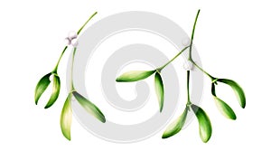 Watercolor set of christmas green mistletoes. New year botanical illustration of kissing symbol isolated on white