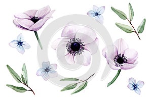 Watercolor set, collection with pink anemones flowers, eucalyptus leaves and blue hydrangea flowers isolated on white background.