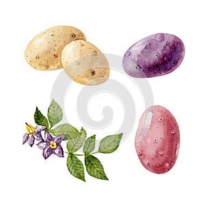 Watercolor set with colored potatos and potato flowers and leaves isolated on white background.