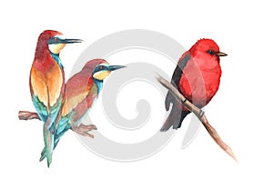 Watercolor set colorful birds - cardinal and european bee eater