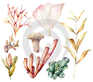 Watercolor set with coral reef plants and algae. Hand painted underwater elements isolated on white background. Aquatic