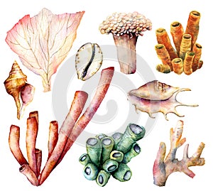 Watercolor set with coral reef plants and shells. Hand painted underwater elements isolated on white background. Aquatic