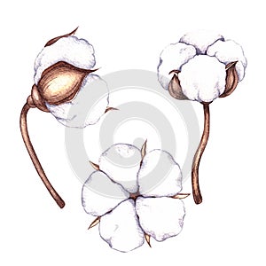 Watercolor set of cotton flowers with white flowers on a white background