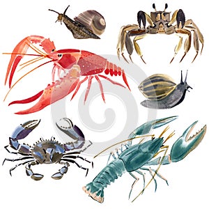 Watercolor set of crustaceans photo