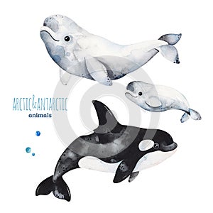 Watercolor set with cute beluga and orca whale