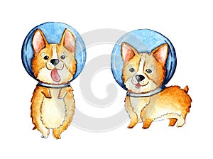 Watercolor set of cute little corgi puppies in a spacesuit.